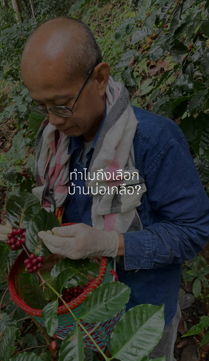 Top Thai Beans Series - Rotor Roasters
